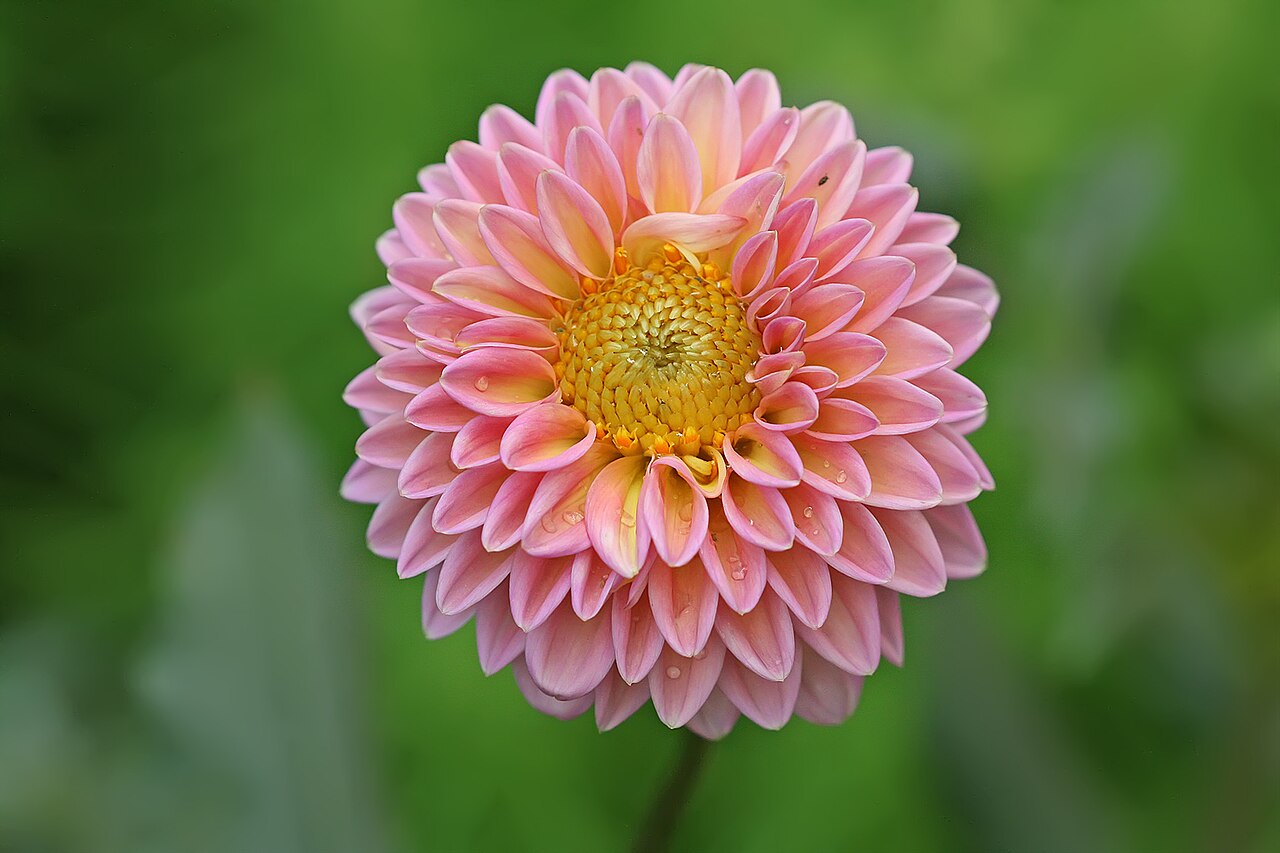 Hoa thược dược (dahlia)