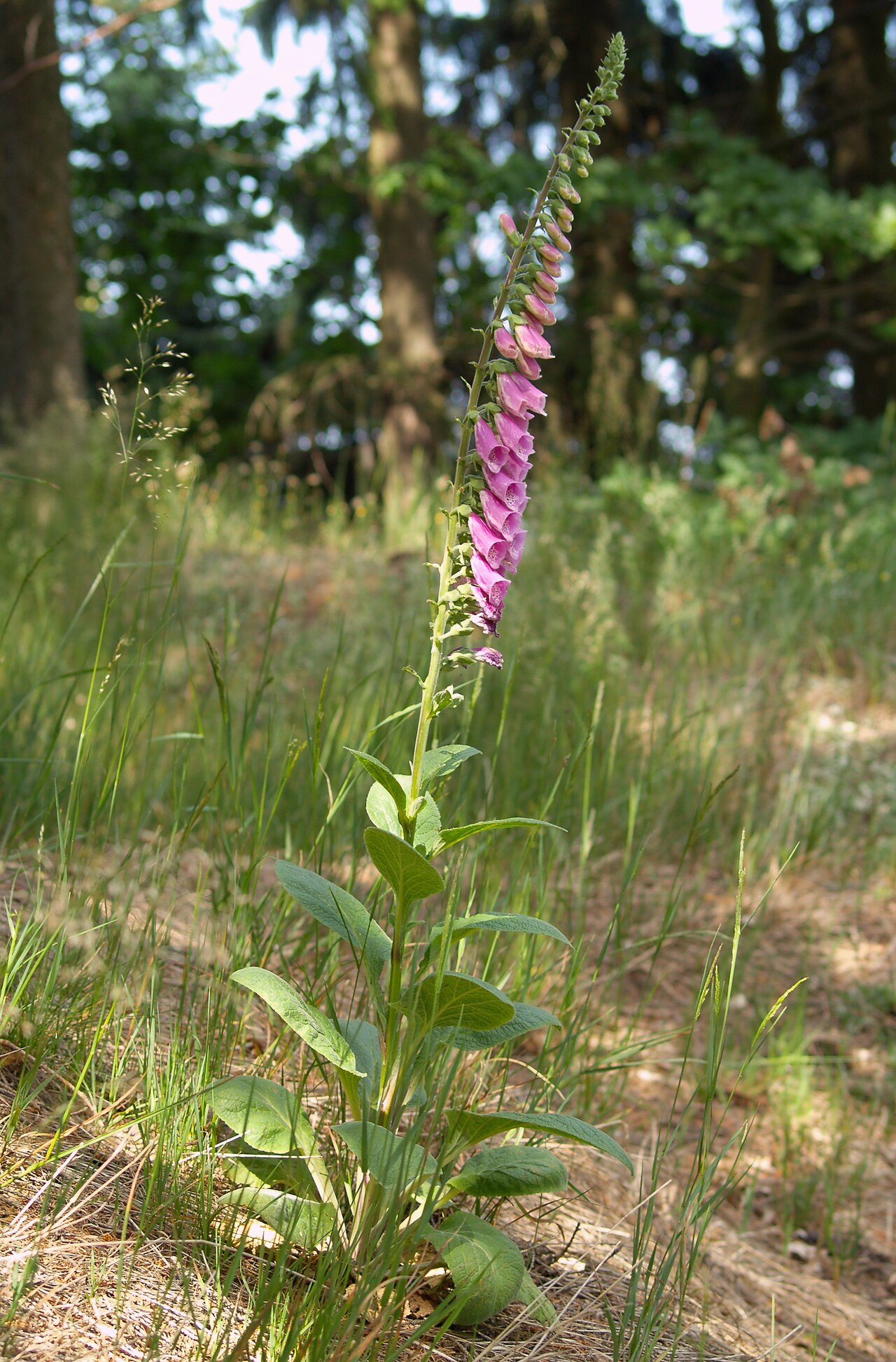Hoa mao địa hoàng foxglove