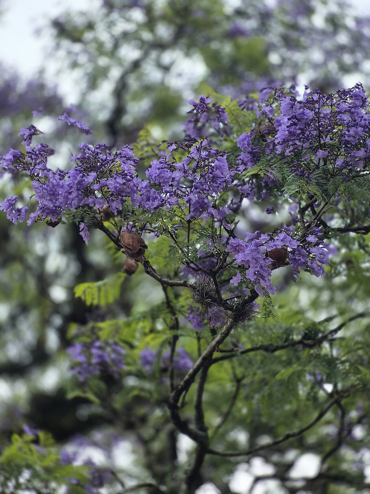 Phượng tím jacaranda ở Buenos Aires