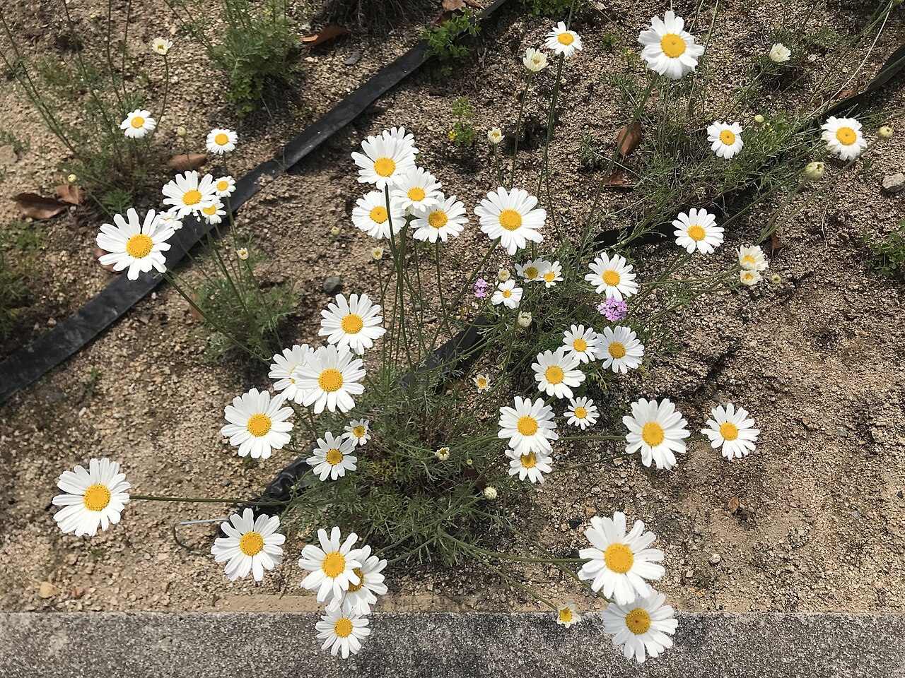 Cúc trừ trùng (Tanacetum cinerariifolium) — bột cụm hoa khô chính là hoạt chất pyrethrin trong nhang muỗi