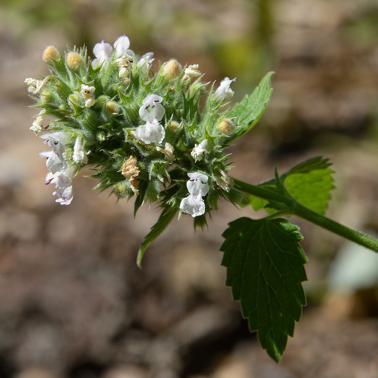 Bạc hà mèo (Nepeta cataria) — hoạt chất nepetalactone xua muỗi rất mạnh nhưng bay hơi nhanh, cần vò nát và làm mới thường xuyên