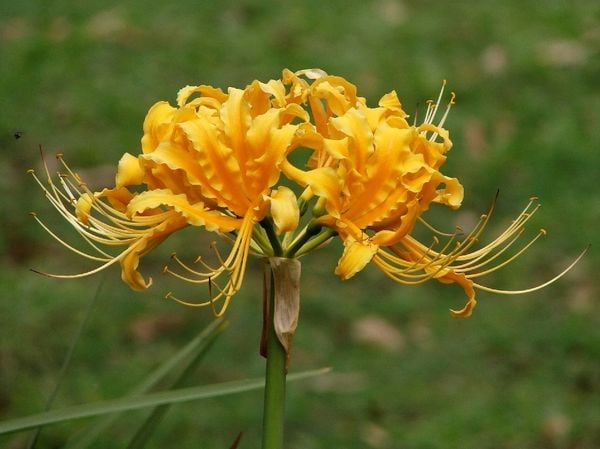 hoa bỉ ngạn vàng