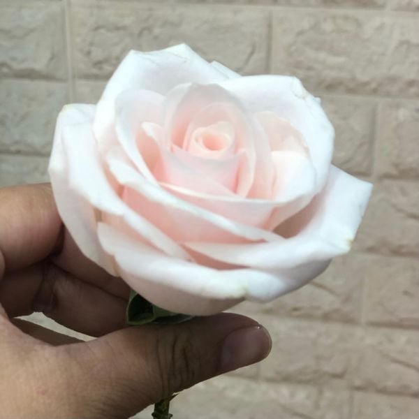Hoa Cắt Cành: Hoa Hồng Pastel - Hoa Cắt Cành