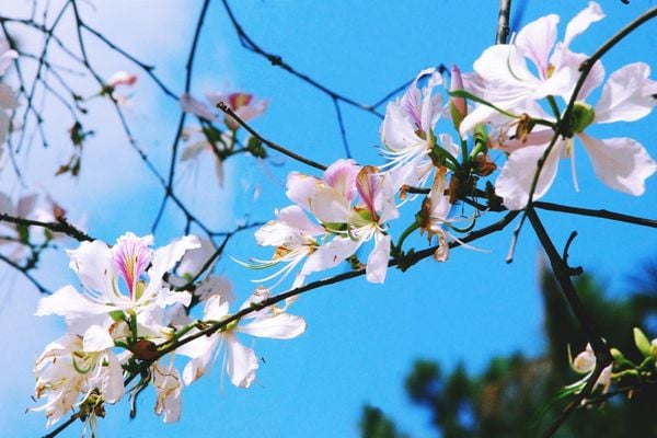 Hoa ban Tây Bắc nở rộ đầy kiêu hãnh như mừng Chiến thắng Chiến dịch Điện Biên Phủ 70 năm
