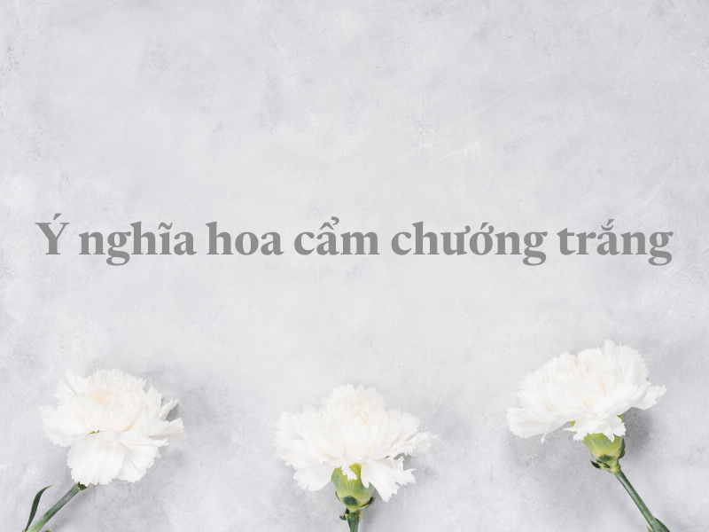 Hoa Cẩm Chướng Trắng: Ý Nghĩa và nên tặng hoa dịp nào?