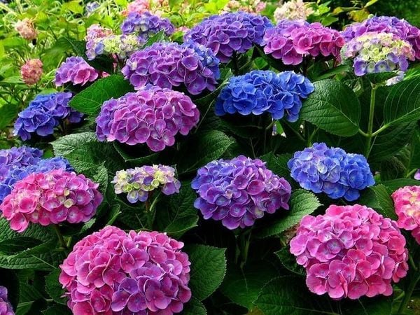 Góc sân vườn xinh đẹp với những đóa hoa cẩm tú cầu đa dạng màu sắc