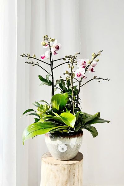  Chậu Lan Hồ Điệp Thanh Lan Tinh Khôi - LHD225 