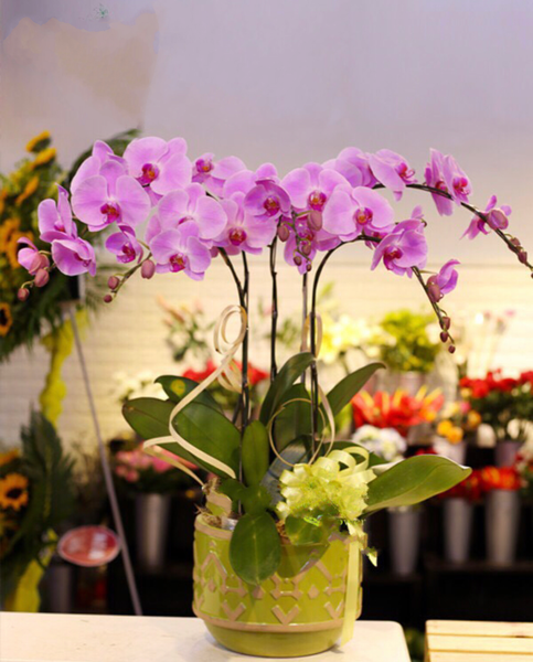 Lan Hồ Điệp: Chậu Hoa Lan Hồ Điệp Vanilla Butterfly - LHĐ19