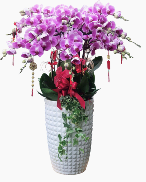 Lan Hồ Điệp: Chậu Lan Hồ Điệp Xuân An - LHĐ163 | Flosa