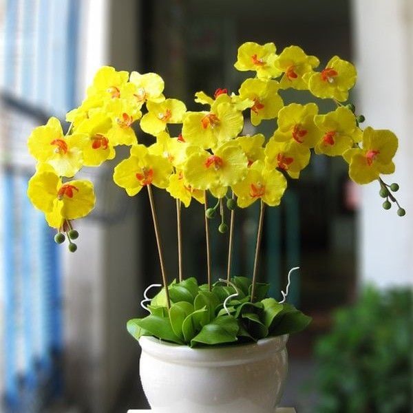 Lan hồ điệp vàng biểu tượng cho sự cao quý, may mắn và nét đẹp mê mải khó cưỡng