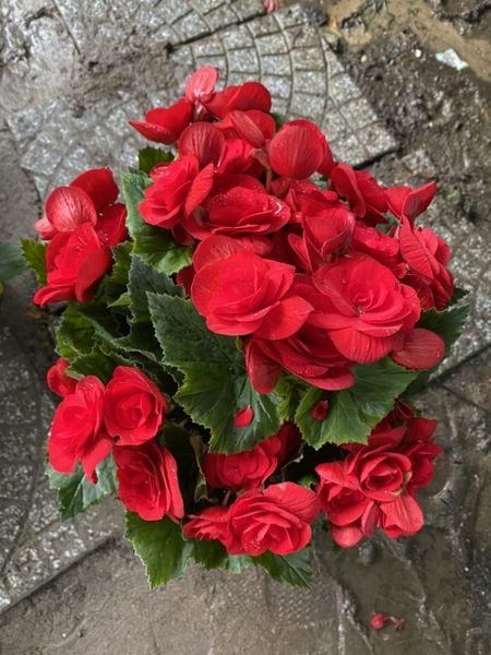 Hoa hải đường - Biểu tượng của hạnh phúc viên mãn