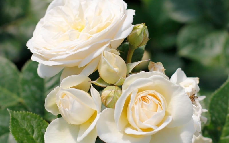 Artemis Rose là một giống hồng bụi có nguồn gốc từ Đức