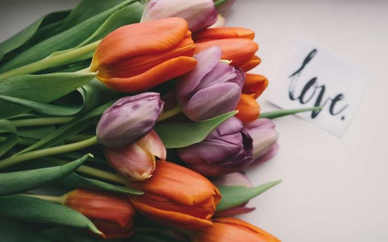 Hoa tulip biểu tượng cho sự bền vững và chân thành trong tình yêu