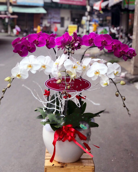 Lan Hồ Điệp: Chậu Hoa Lan Hồ Điệp The Glorious - LHĐ27