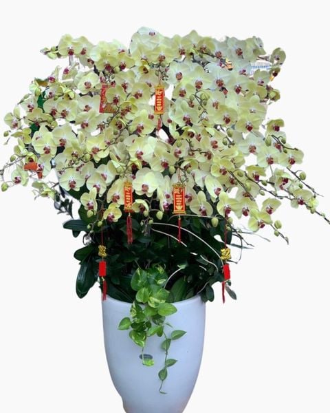 Lan Hồ Điệp: Chậu Hoa Lan Hồ Điệp Vàng Lưỡi Đỏ - LHĐ77