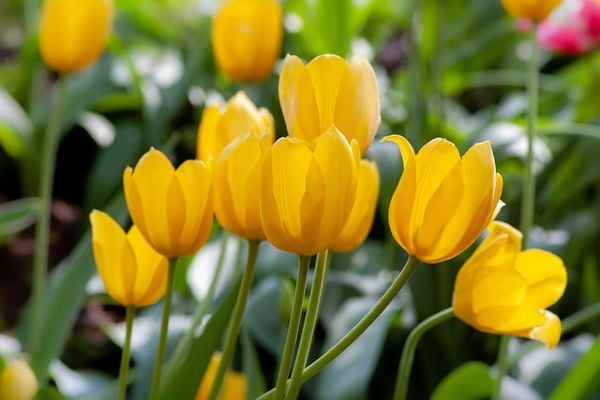 Cụmhoa tulip vàng làm quà tặng sinh nhật bạn bè, người thân thể hiện sự quan tâm thấu hiểu
