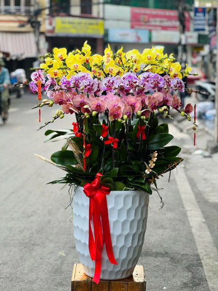  Chậu Hoa Lan Hồ Điệp 25 Cành Mix Màu - LHĐ108 