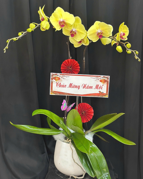  Chậu Lan Hồ Điệp Bình An - LHĐ183 