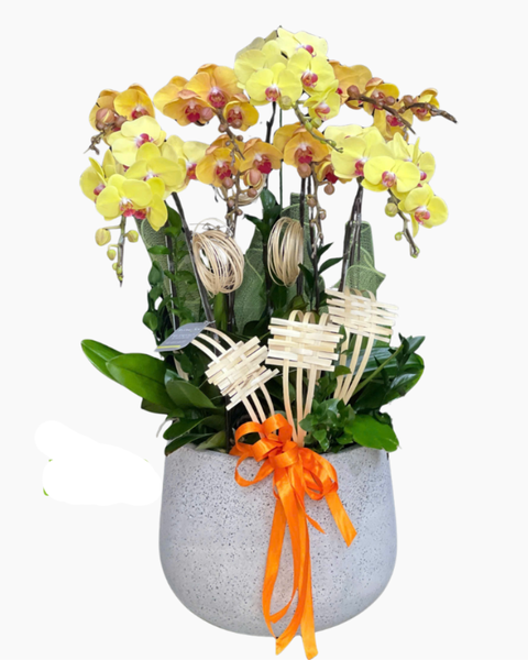  Chậu Lan Hồ Điệp Thịnh Vượng-LHĐ121 