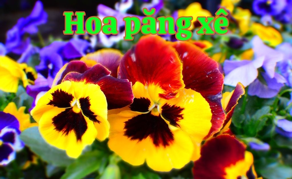 Hoa violet (păng-xê / vi-ô-lét) — Viola