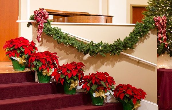Gợi ý cách trang trí noel với hoa trạng nguyên văn phòng