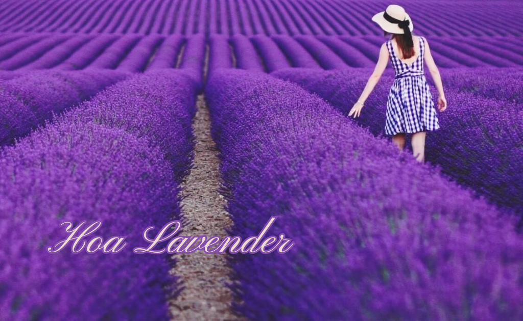 Hoa lavender (oải hương) — Lavandula angustifolia