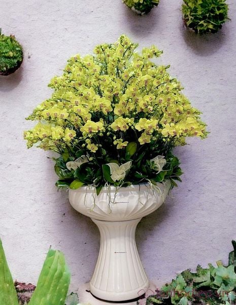 Lan hồ điệp vàng cũng là một lựa chọn hoàn hảo trong dịp lễ Phật Đản đang đến gần.