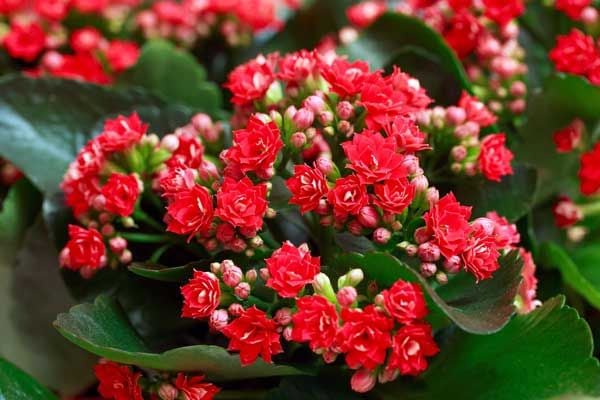 Hoa hạnh phúc đỏ mang ý nghĩa cho sự may mắn, hạnh phúc và những niềm vui