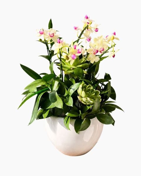 Lan Hồ Điệp: Chậu Lan Hồ Điệp Xuân Ngọc Lan - LHD227