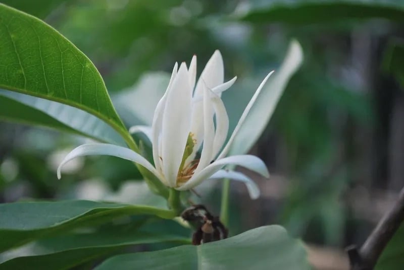 Ngọc lan trắng (Michelia x Alba) hay còn gọi là Bạch Ngọc Lan, Mộc Lan trắng, hay Sứ trắng