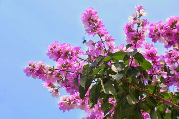 Ngắm nhìn hình ảnh hoa bằng lăng tím và bầu trời trong xanh giúp thư giãn tinh thần