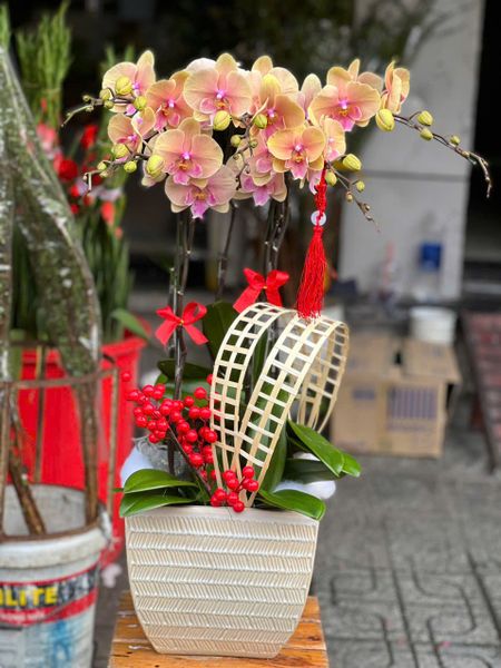  Chậu Hoa Lan Hồ Điệp 5 Cành Vàng Tím - LHĐ112 