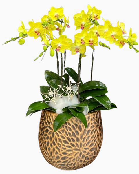 Lan Hồ Điệp: Chậu Lan Hồ Điệp Tinh Túy - LHĐ204 | Flosa