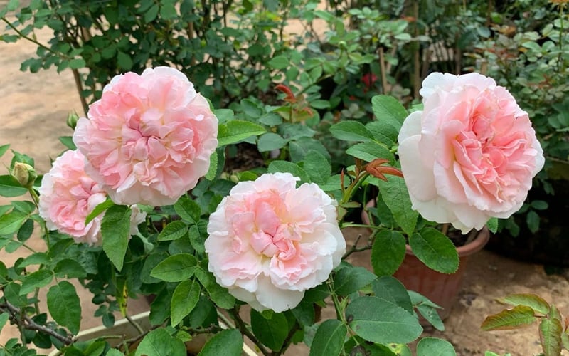 Hoa hồng Miranda Rose