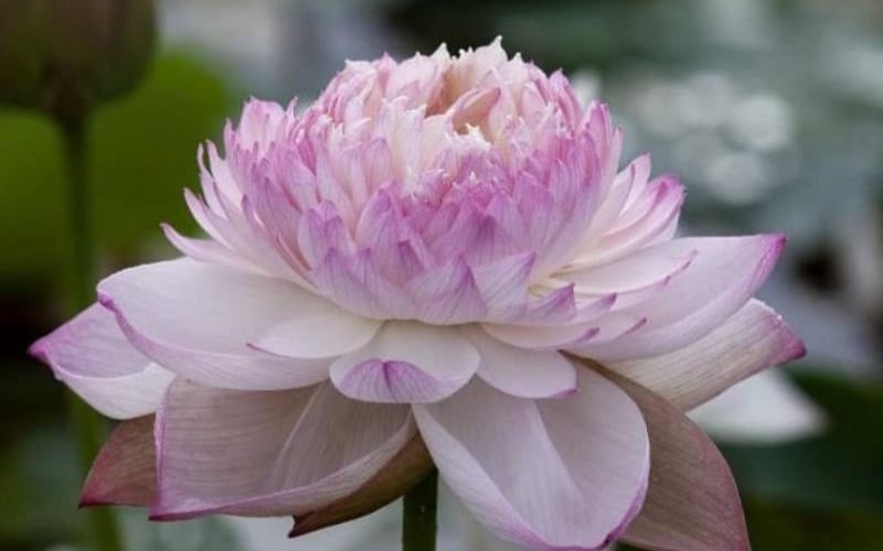 Hình ảnh sen tứ quý