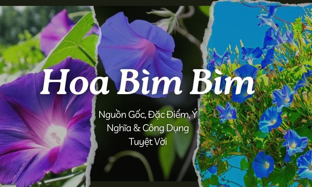 Hoa Bìm Bìm: Nguồn Gốc, Đặc Điểm, Ý Nghĩa & Công Dụng Tuyệt Vời