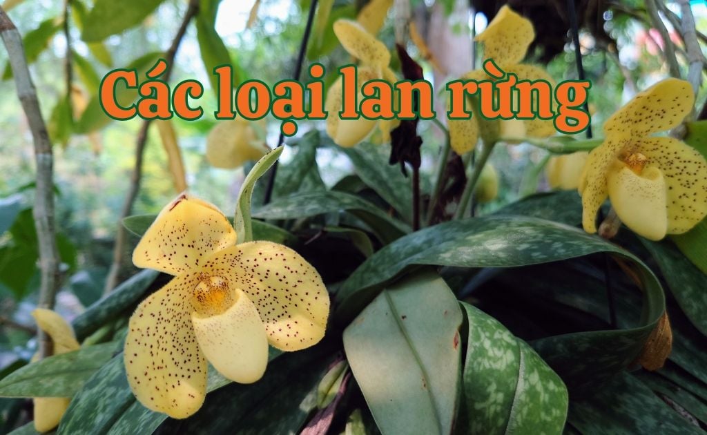 Các loại lan rừng đẹp nhất, tên và hình ảnh hoa phong lan rừng độc đáo