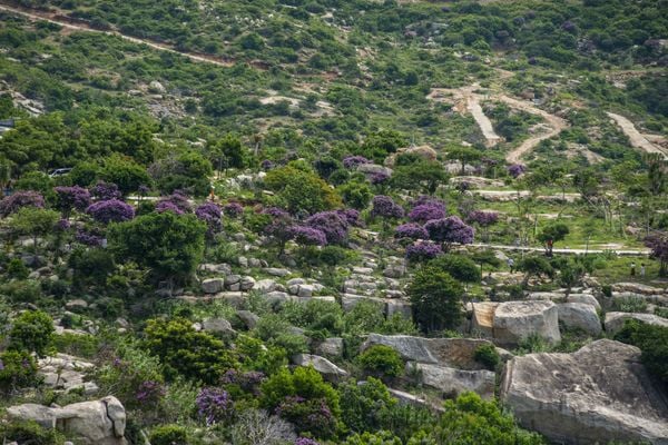 Ngắm hình ảnh hoang sơ tại Mũi Dinh Ninh Thuận mùa hoa bằng lăng tím nở