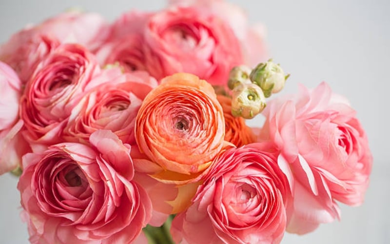 Hoa mao lương có tên gọi khoa học là Ranunculus