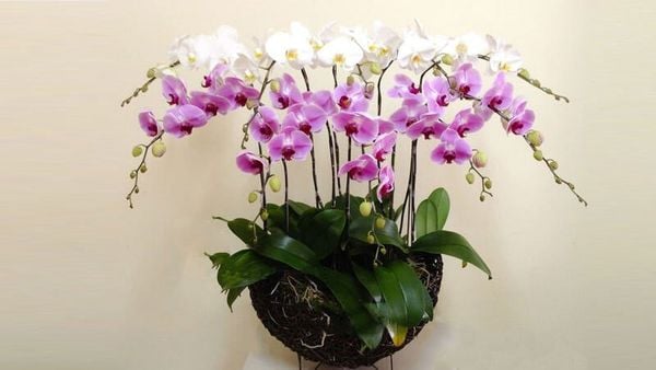 Cách cắm hoa lan hồ điệp đẹp, sang