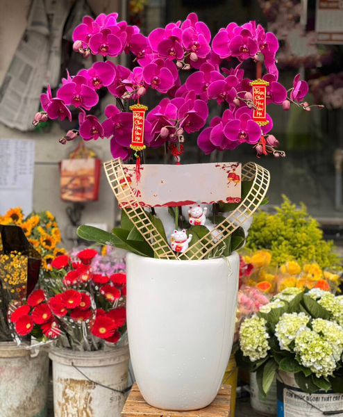Lan Hồ Điệp: Chậu Hoa Lan Hồ Điệp Tím - LHĐ95