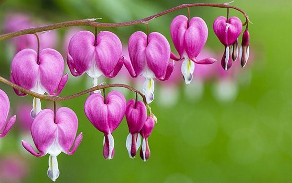 Ý Nghĩa Hoa Tigon Trắng, Hồng, Cách Trồng Hoa Ti Gôn Đẹp