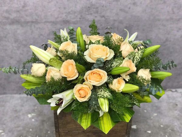  Hoa Để Bàn Hừng Sáng - Ovan 23 