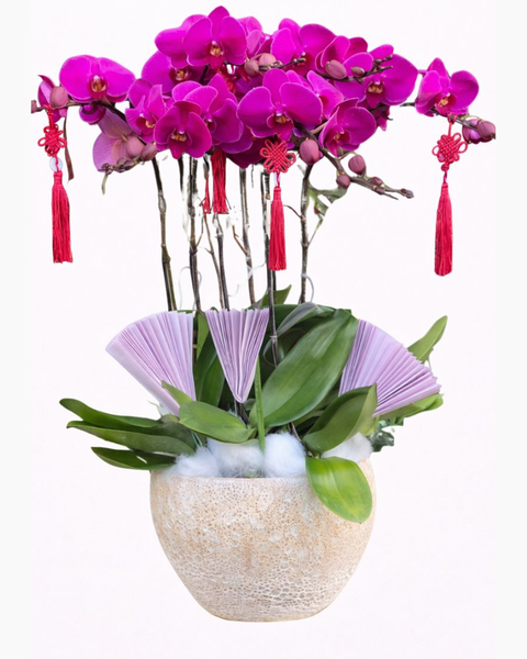 Lan Hồ Điệp: Chậu Hoa Lan Hồ Điệp Tím - LHĐ96