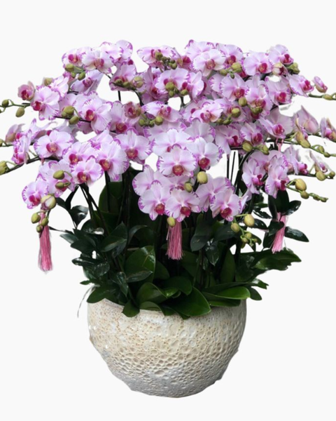 Lan Hồ Điệp: Chậu Hoa Lan Hồ Điệp Vàng Màu Cánh Bướm - LHĐ78