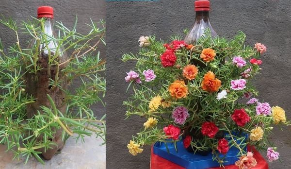 Tận dụng chai nhựa để trồng hoa mười giờ