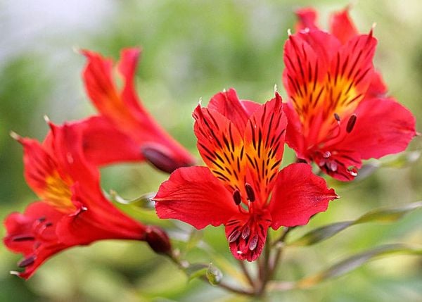 ý nghĩa hoa thuỷ tiên đỏ