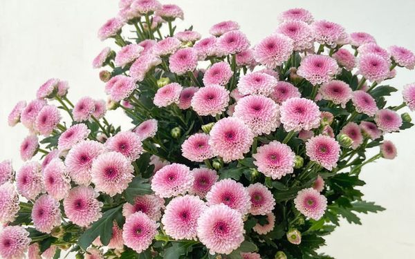  Hoa Cúc Calimero - Hoa Tươi Cắt Cành Lẻ Giao 2H Tại TPHCM 