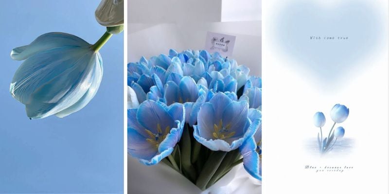 Hình nền hoa tulip cho điện thoại