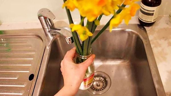 Cắm hoa với nước ấm khoảng 20 -22 độ C trong vài phút để hoa dễ nở theo ý muốn hơn